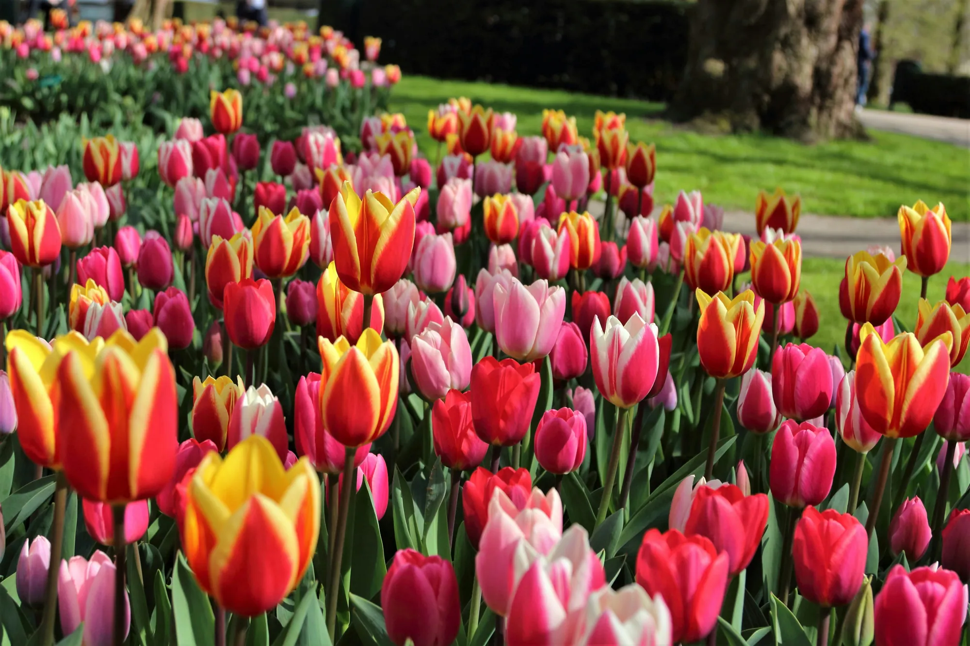 Close-up of red and yellow tulips in the Dutch bulb region near Leiden Close-up of red and yellow tulips in the Dutch bulb region near Leiden