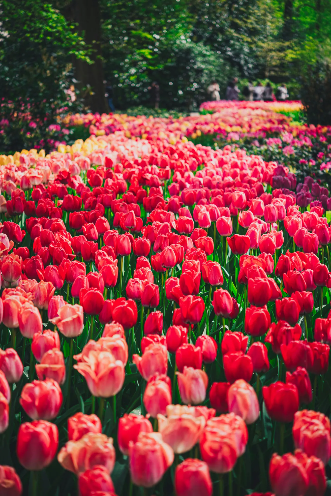 Path between pink and red tulip beds at Keukenhof Path between pink and red tulip beds at Keukenhof