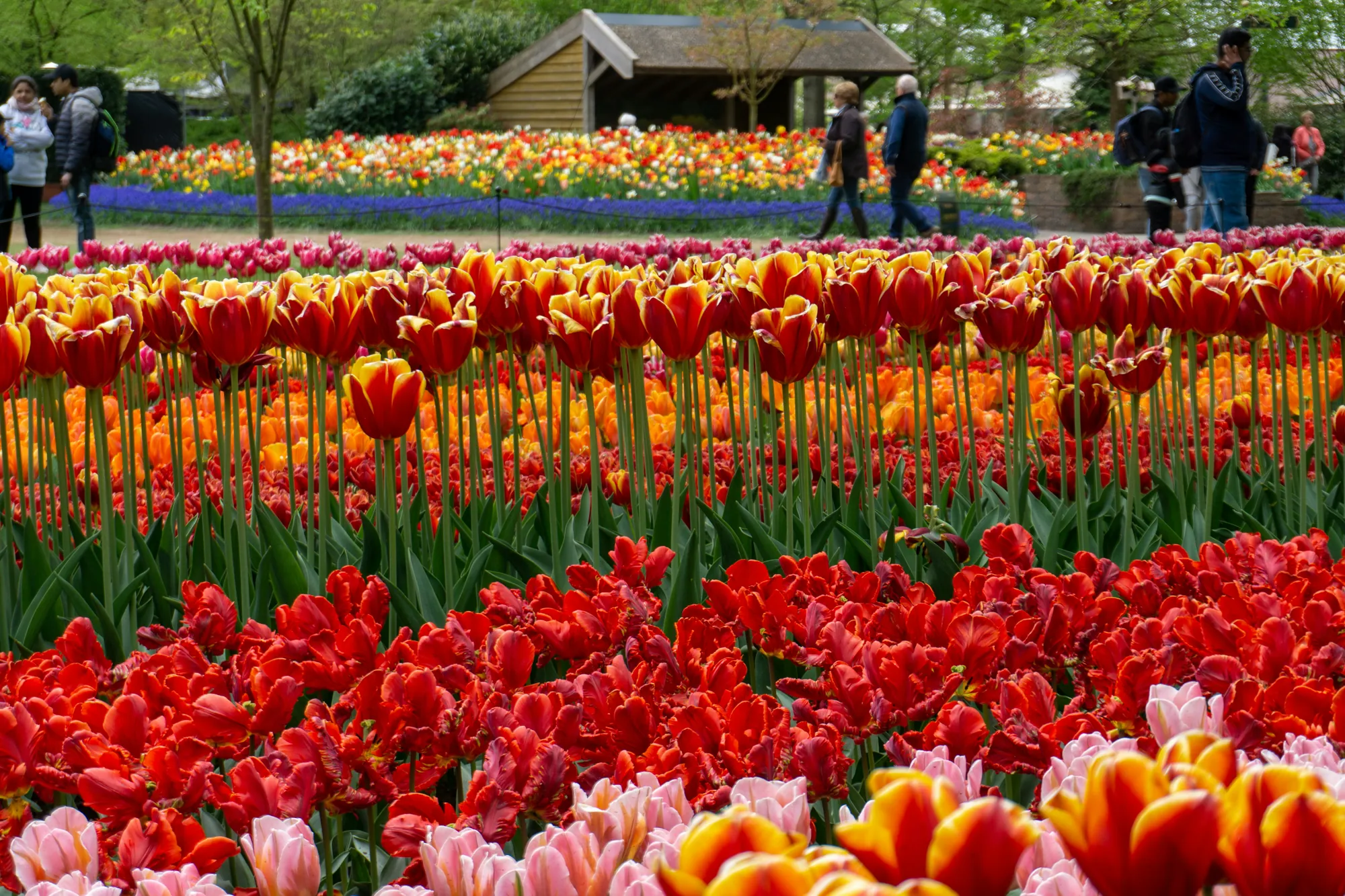 Rows of red, orange and yellow tulips in bloom at Keukenhof gardens