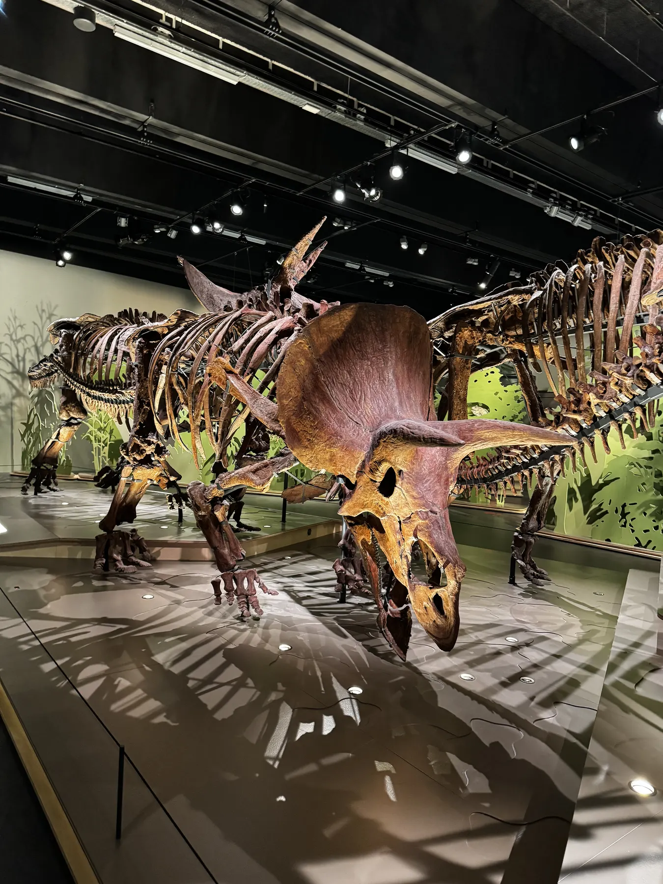 Triceratops and other dinosaur skeletons in the dinosaur hall at Naturalis Triceratops and other dinosaur skeletons in the dinosaur hall at Naturalis