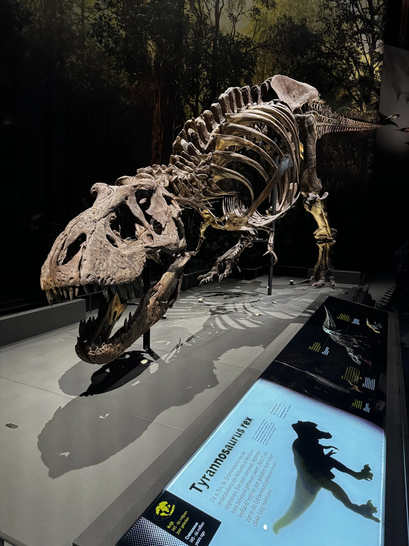 The skeleton of T. rex Trix at Naturalis Biodiversity Center in Leiden The skeleton of T. rex Trix at Naturalis Biodiversity Center in Leiden